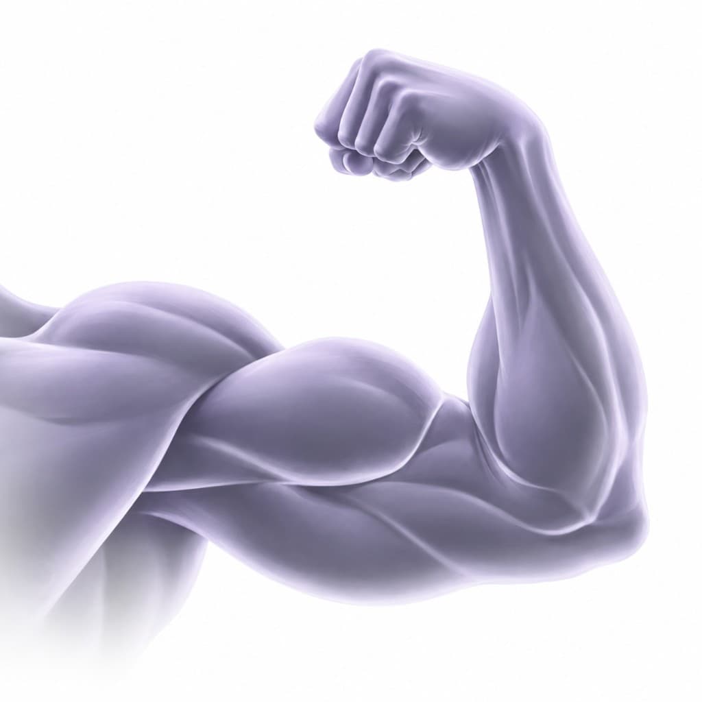 Build Muscle
